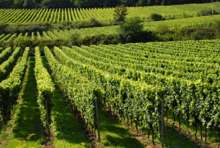 Podrška investicijama u vinogradarstvu